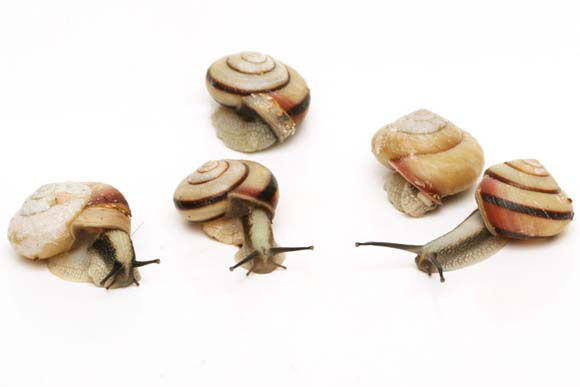Euhadra amaliae Japan
